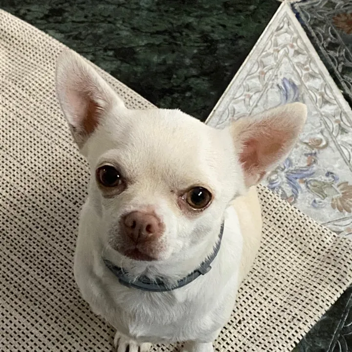 Masquechihuahua