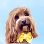 Milo Cavoodle