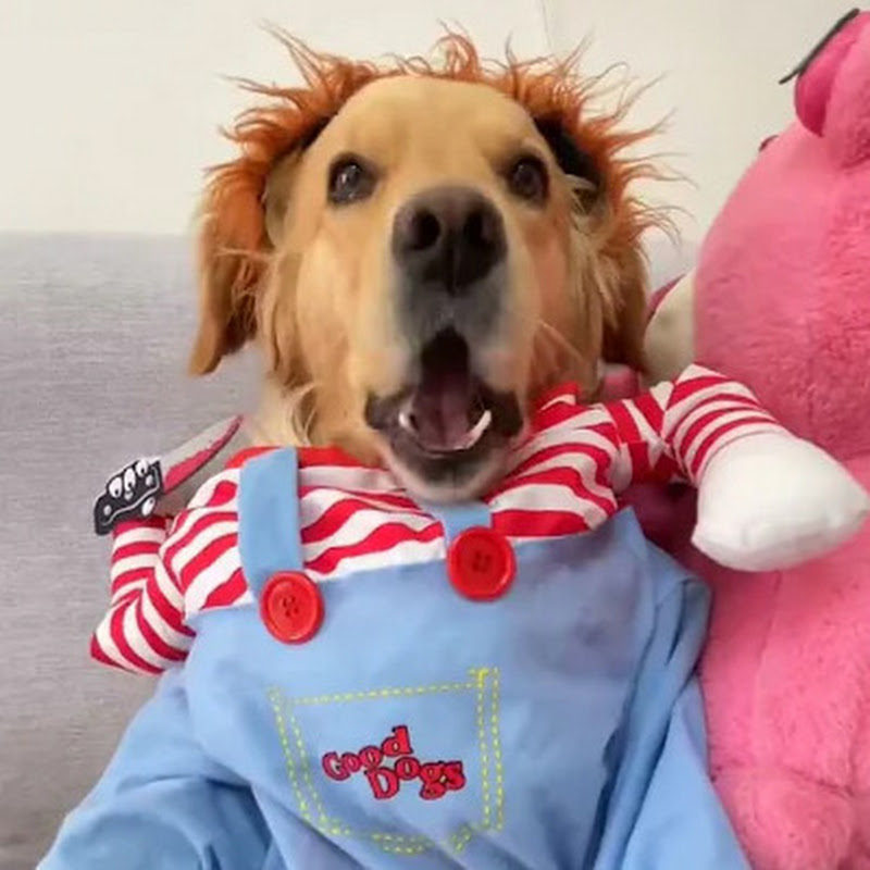 Cute Pets Video 204