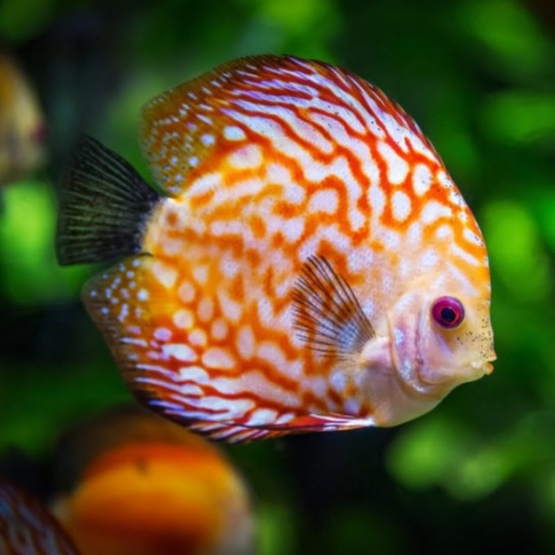 HomeAtFishing ភូមិត្រី