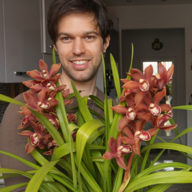 Watthias