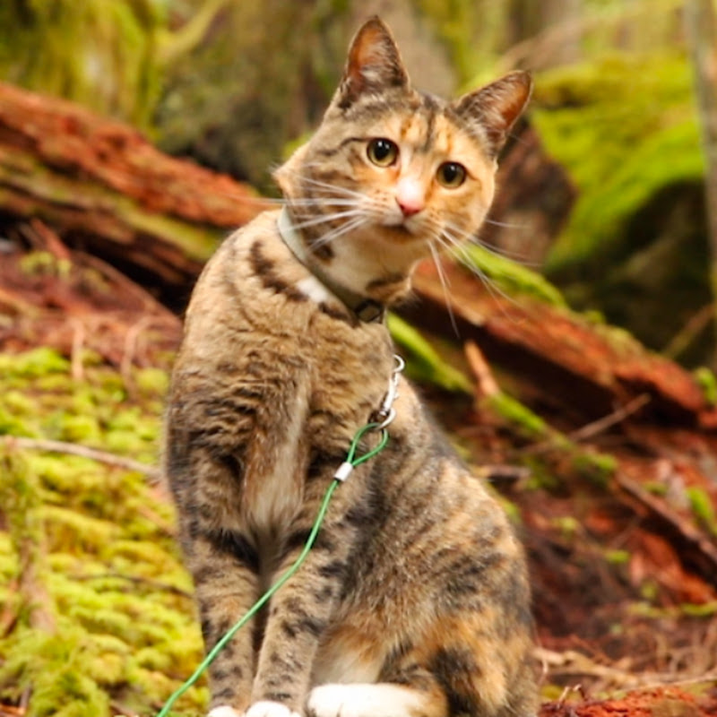 Miss Kelly Adventures 