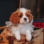 Cavalier King Charles Spaniel ❤️Mary❤️Stella❤️Wendy