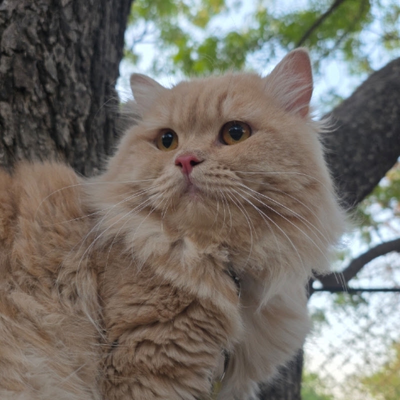 nomi cutie's cat moments 
