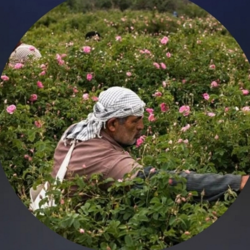 مدلج