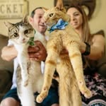 The DiPaolo Cats