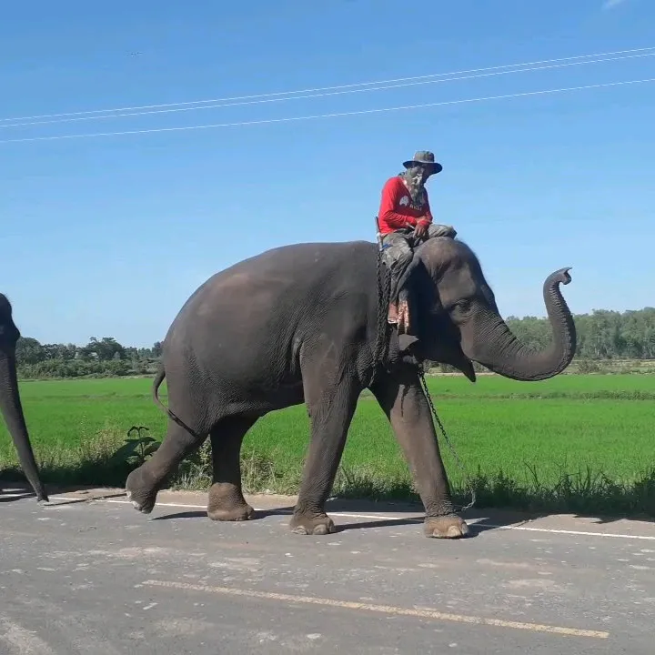 พังสร้อยเพชร family