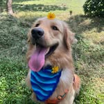 Shiva-The Golden Boy