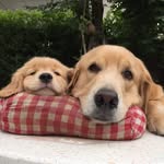 Cookie Cute