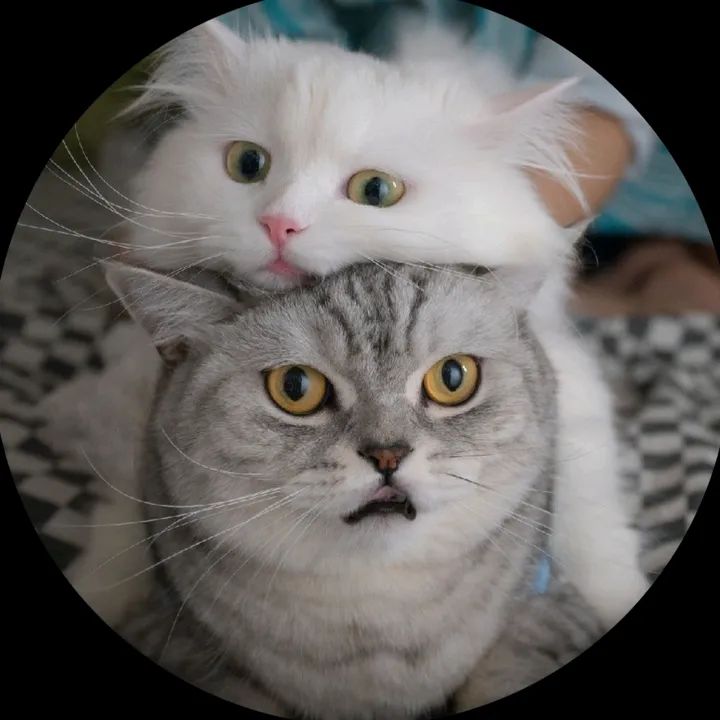 2.5_CAT