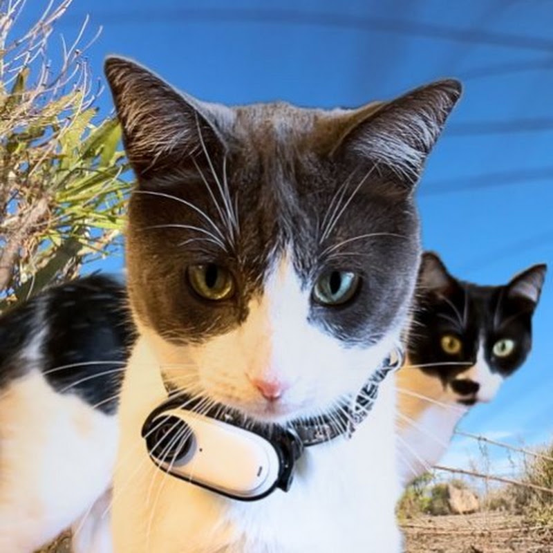 Purr With Us 