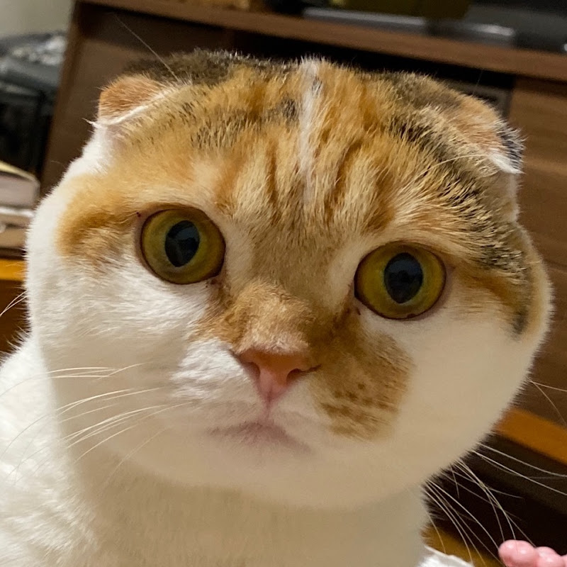 おこげちゃんねる。