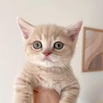 マンチカンのころもくん Koromo
