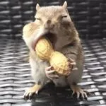 Van Gogh the Chipmunk