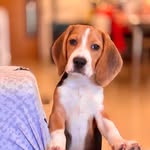 Truffle 🐶