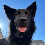 Inca GSD 🖤