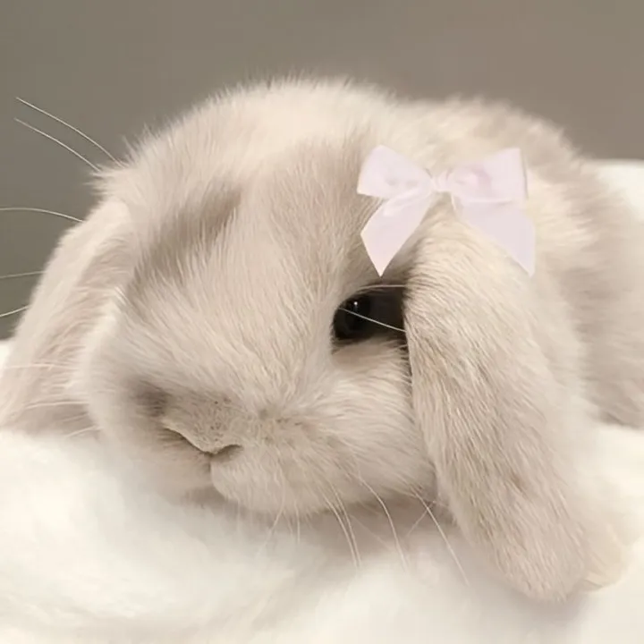 frost_bunny❄️🐰