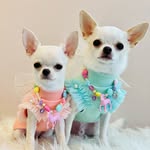 つんつん&てんてん🐶チワワ