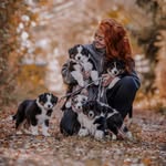 BlueShade Australian Shepherds