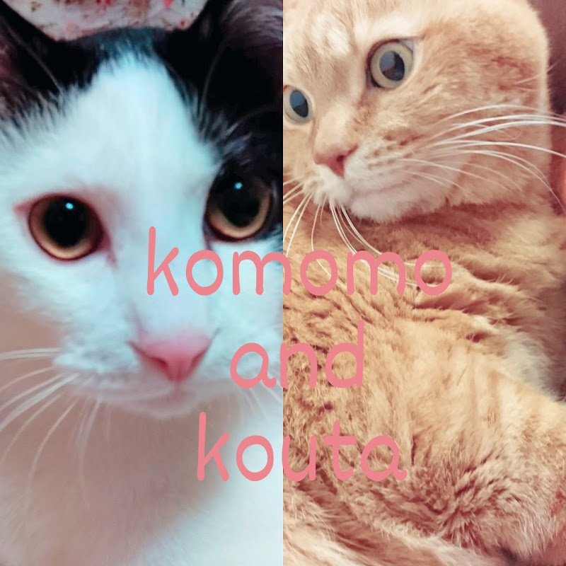 こんも @ konmo
