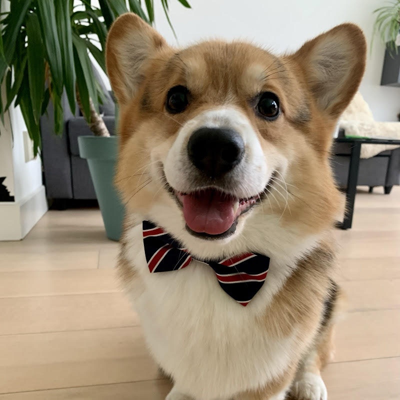 Chuck Norris the Corgi