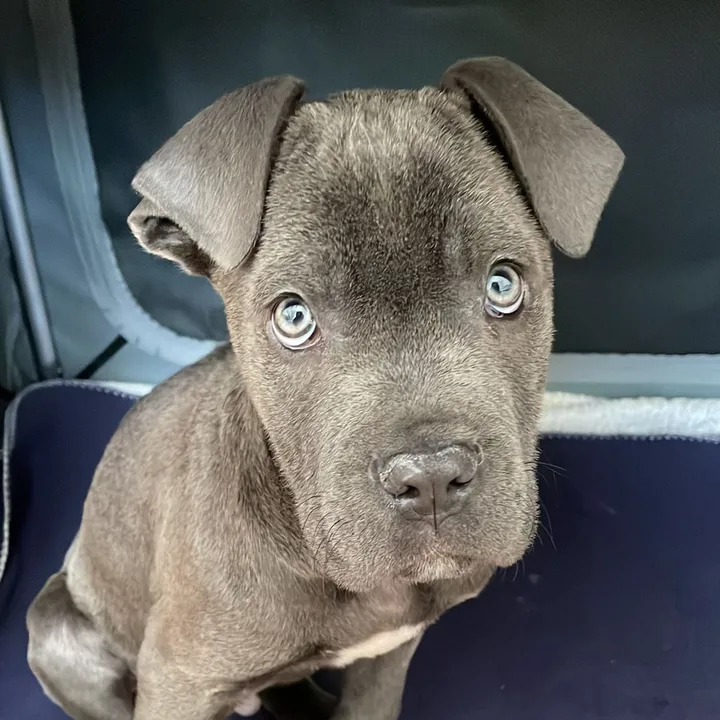 (XORTO)CaneCorso