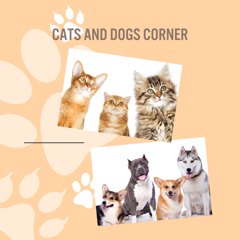 Cats & Dogs Corner