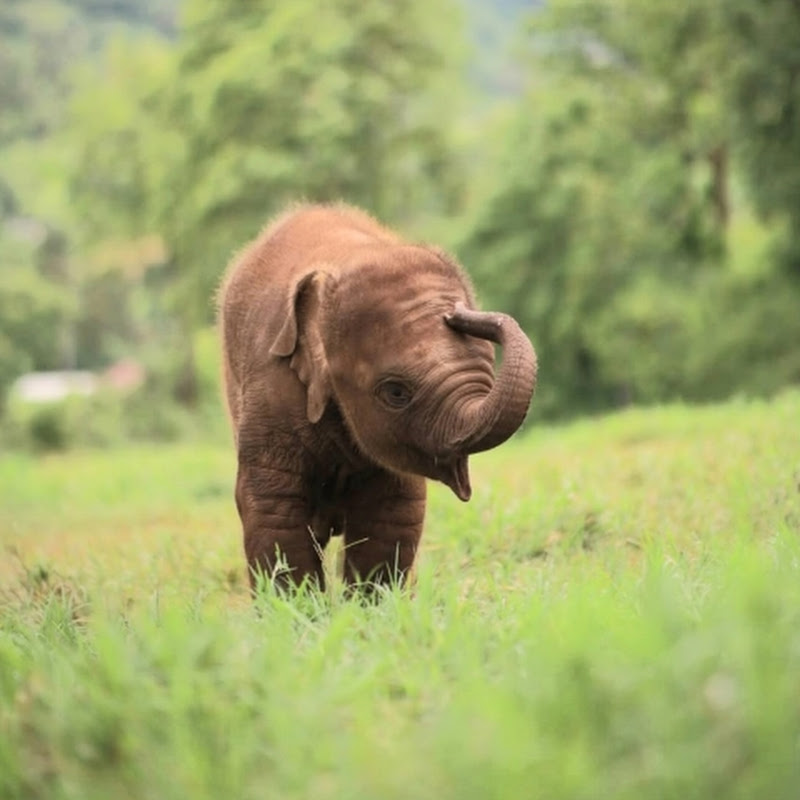 Baby elephant daily