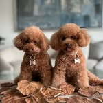 Carlota & Martina the Poodles