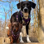 Amysdoglife verdackelt von Piña