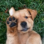 Scout the Golden Retriever