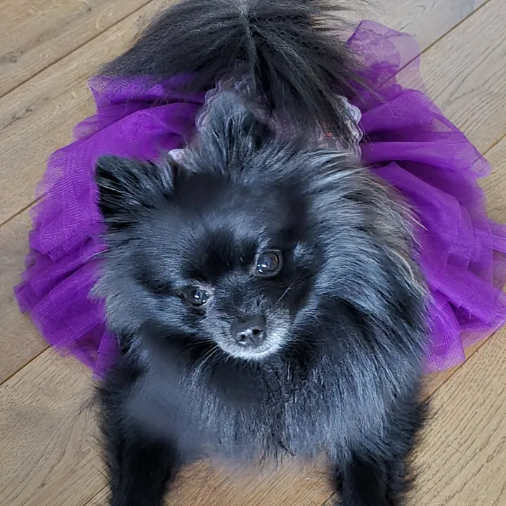 Chanelle Spitz nain 🐾❤️