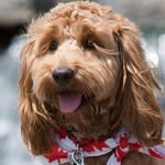 daisyroocockapoo