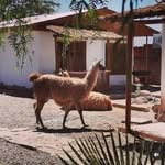 Equipo Voyage Atacama