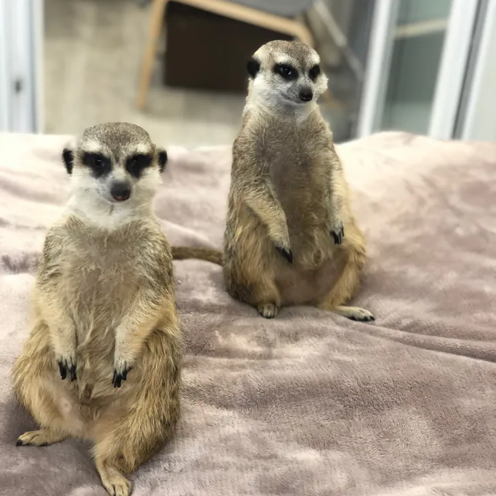 Meerkats Keks and Pryanik🐾
