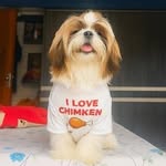 Mr. OG | The Sassiest Shih Tzu