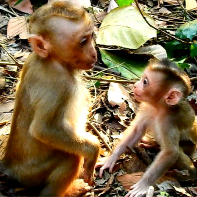 Monkey Lily