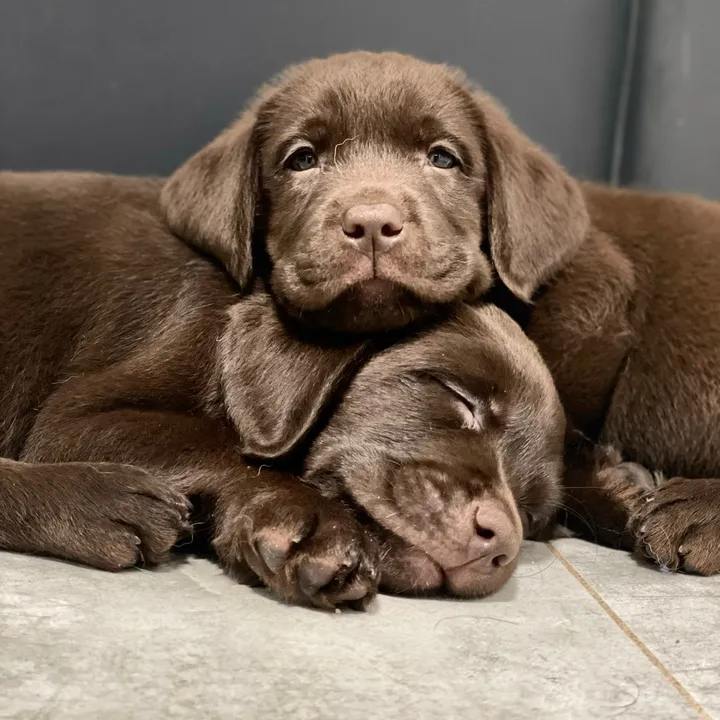Czekolady z Kaszmirowej Doliny