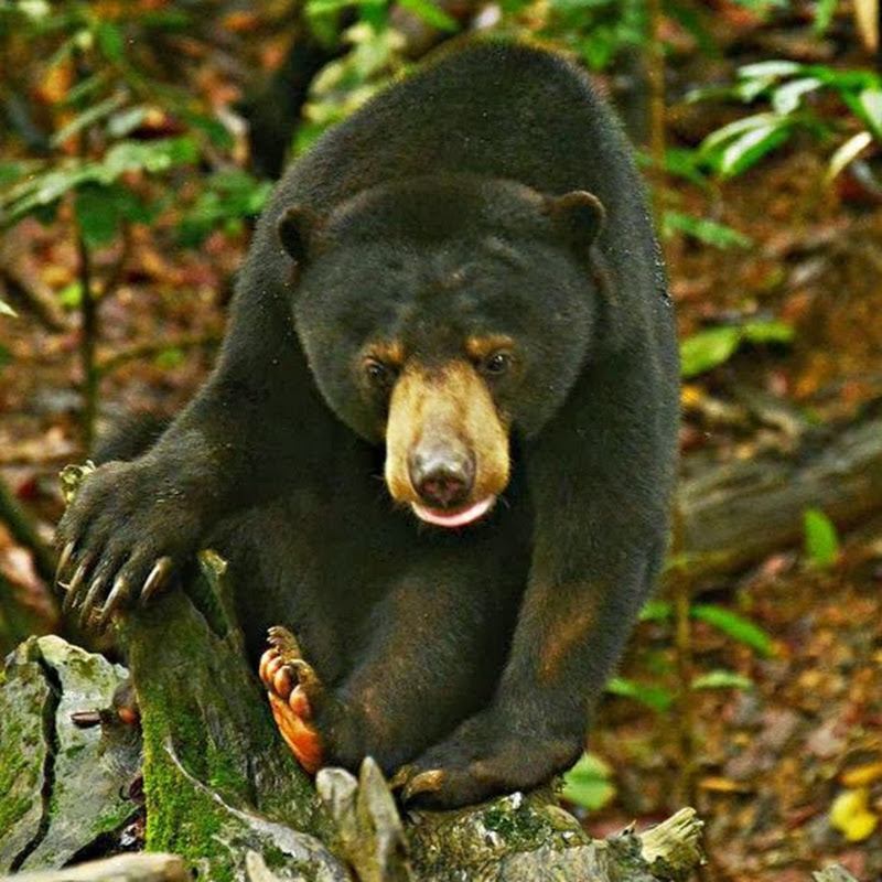BSBCC SUNBEAR