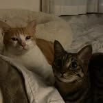 まま🐈むむ🐈‍⬛