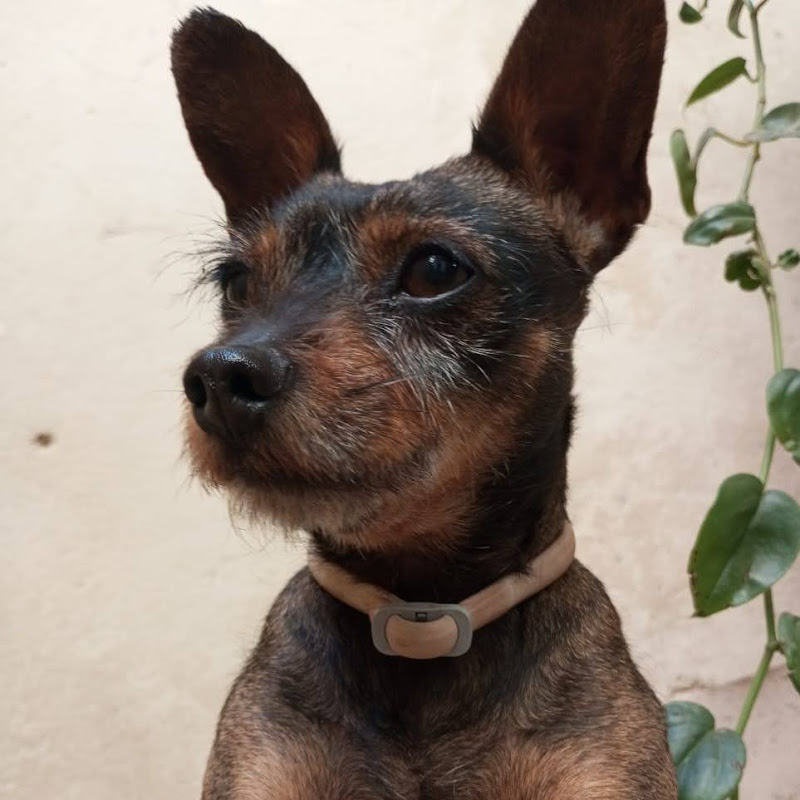 cachorrinhostive