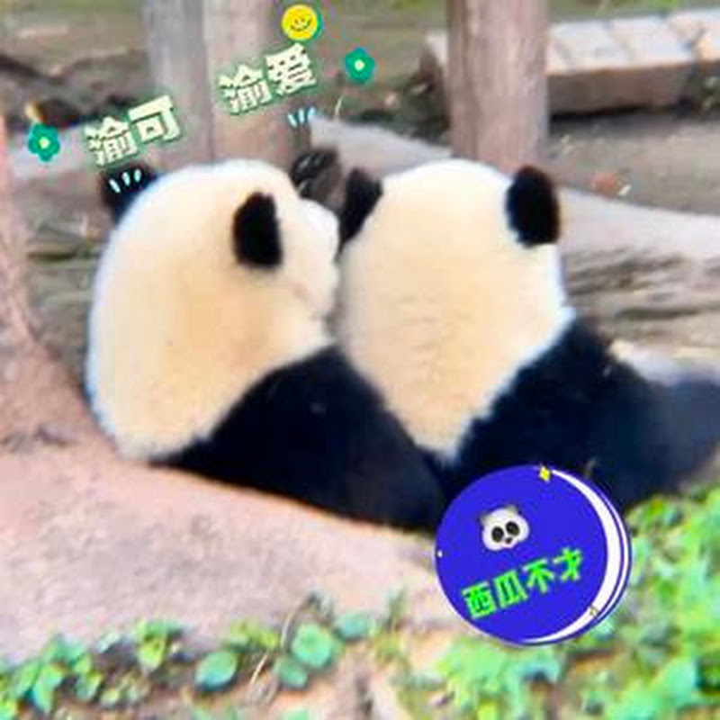 Watermelon has no talent