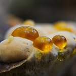 Tôn Thất Quỳnh Lợi