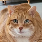 We are 9 french 🇫🇷 cats🐱