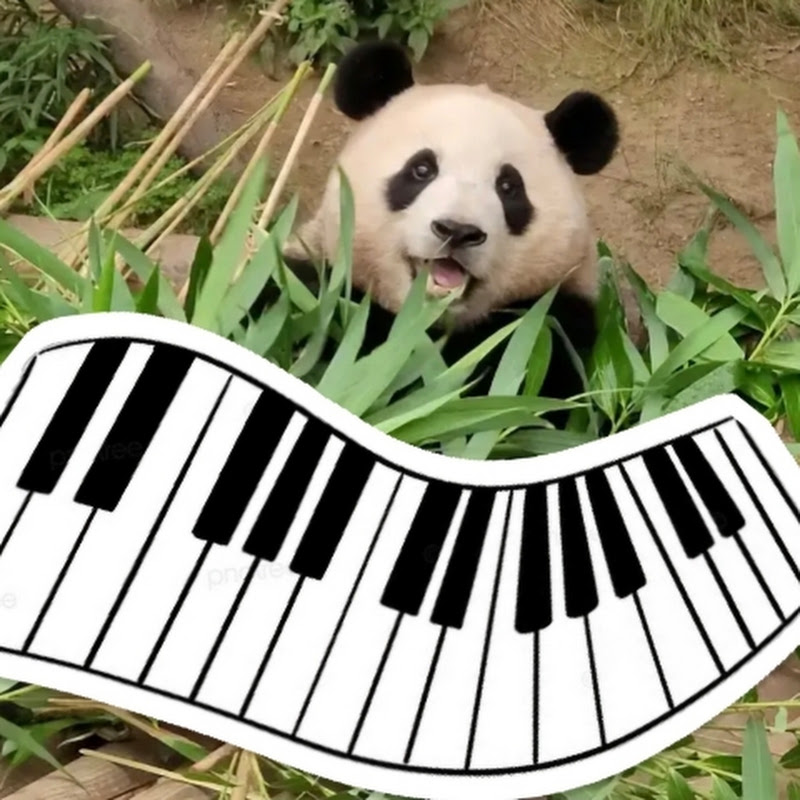 포바오(FO-BAO♡)