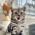 catmurgel