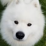 Samoyed