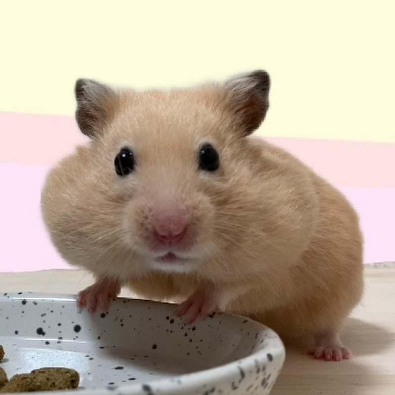 Hamster!Hamjiro