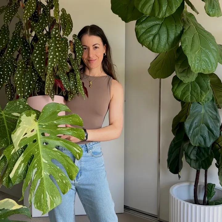 Jacintha | passthatplant 🌿