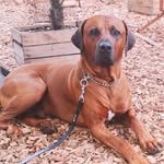 Raii The Ridgeback